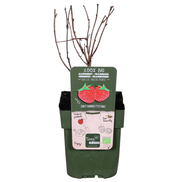 Image of Himbeere Rubus idaeus 'Malling Promise' – Selbstbestäubende Sommer-Himbeere – 100% biologisch – Ø13cm – ca. 45cm Höhe – Leckere rote Früchte-1