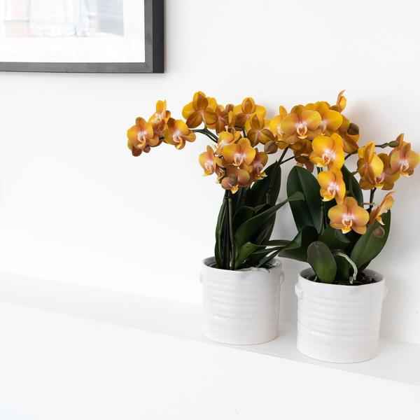 Image of Phalaenopsis Orchidee Jewel Las Vegas – Orange-Gold – Ø12cm – Mehrblütige Topfpflanze – Tropische Zimmerpflanze mit 3/4 Blütenzweigen – Pflegeleicht & langlebig-3