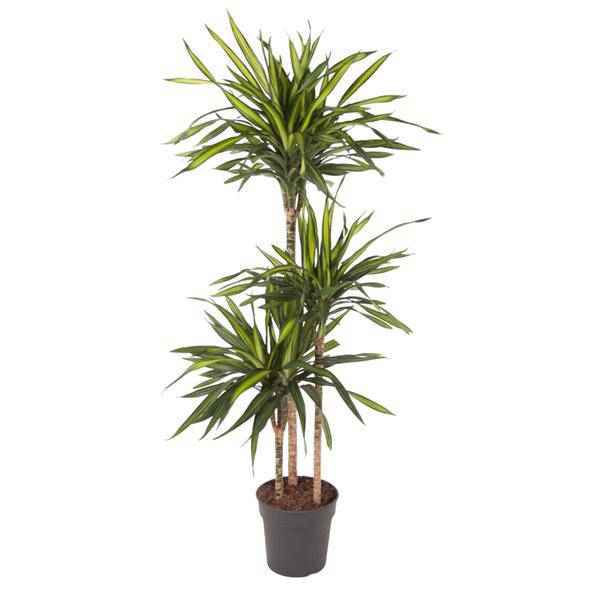Image of Drachenbaum Zimmerpflanze Ø24cm ↕140cm – pflegeleichte Grünpflanze für Wohnzimmer, Büro & helle Standorte kaufen-0