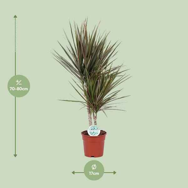 Image of Drachenbaum Dracaena Bicolor – Zimmerpflanze Ø17cm ↕75cm – pflegeleichte luftreinigende Blattschmuckpflanze für Innenräume