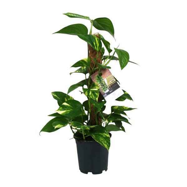 Image of Efeutute – Scindapsus Epipremnum – Zimmerpflanze – Ø15cm – ↕50cm – Rankende Grünpflanze mit üppigem Laub – Pflegeleicht & luftreinigend-0
