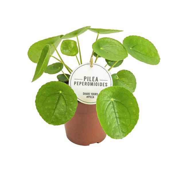 Image of Chinesischer Geldbaum Pilea Peperomioides Zimmerpflanze Ø13cm ↕20cm – pflegeleichte Grünpflanze für Wohnzimmer, Büro & helle Standorte kaufen