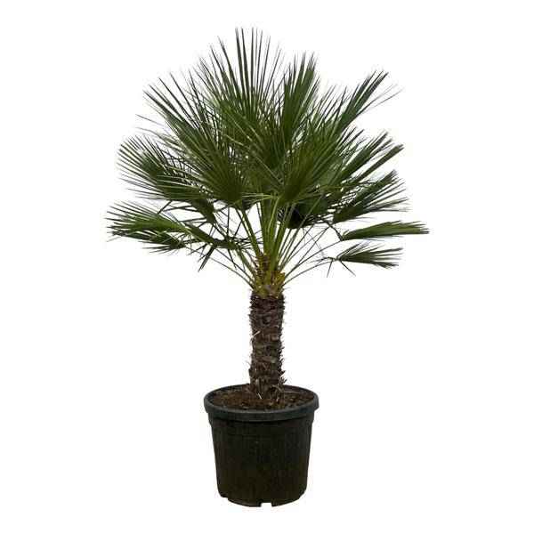 Image of Chamaerops Humilis auf Stiel – Zwergpalme – Fächerpalme – Mediterrane Zimmer – und Kübelpflanze – Ø45cm – ↕150cm-0