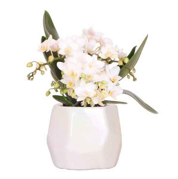 Image of Weiße Orchidee 'Nazaré' Zimmerpflanze Ø9cm – blühende Orchidee für Wohnzimmer, Büro & helle Standorte kaufen-0