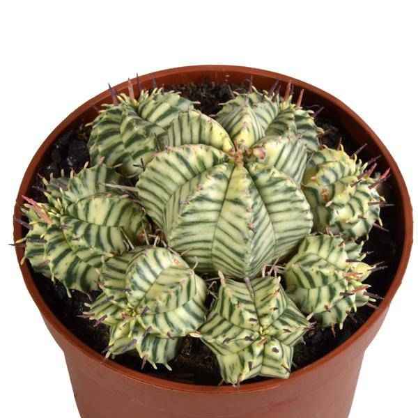Image of Wolfsmilch Euphorbia meloformis variegata Zimmerpflanze Ø10,5cm – pflegeleichte Sukkulente für Wohnzimmer, Büro & helle Standorte kaufen-1