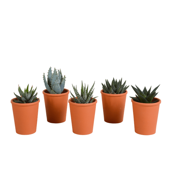 Image of Sukkulenten Mix Gasteria & Haworthia – 3 Pflanzen – Ø8,5cm Zimmerpflanzen im Terrakotta – Topf – Verschiedene Mini – Sukkulenten-5