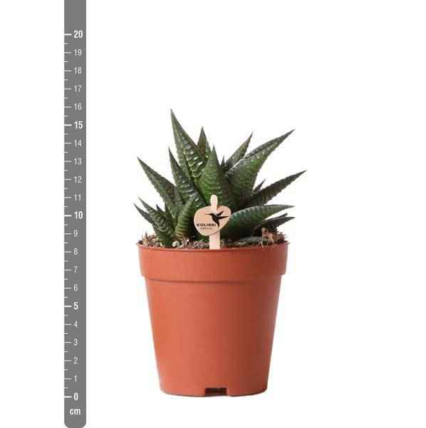 Image of Sukkulente Haworthia Limifolia Zimmerpflanze Ø9cm – pflegeleichte Sukkulente für Wohnzimmer, Büro & helle Standorte kaufen-4