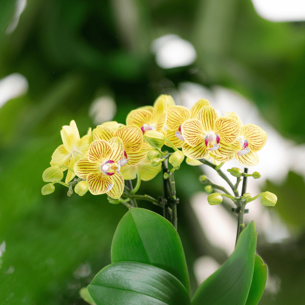 Image of Orchideen Überraschungsbox – 4 Pflanzen Ø9cm – Frische Phalaenopsis Orchideen direkt vom Züchter – Pflegeleichte Zimmerpflanzen-1