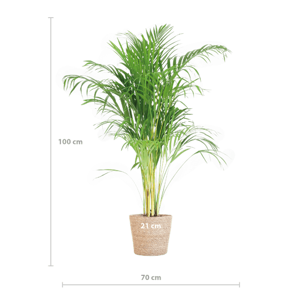 Image of Areca – Palme Dypsis Goldfruchtpalme – Zimmerpflanze ↕100cm Ø21cm – Mit Natur – Korb Sofia Seegras Beige-1