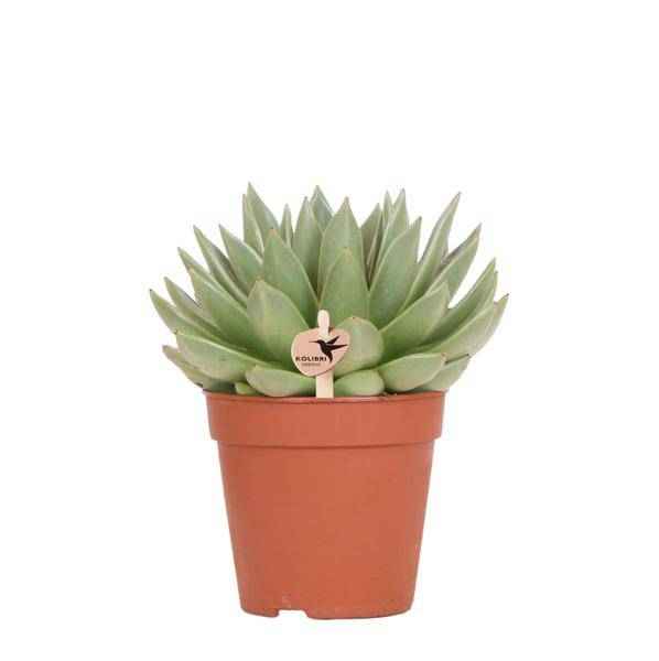 Image of Sukkulente Echeveria Miranda Zimmerpflanze Ø12cm – pflegeleichte Sukkulente für Wohnzimmer, Büro & helle Standorte kaufen-0