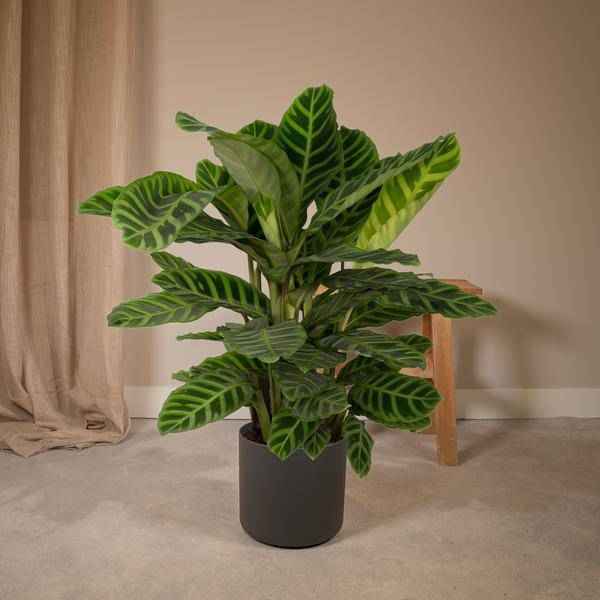 Image of Calathea Zebrina – Pfauenpflanze – Zimmerpflanze – Ø19cm x ↕80cm – Tropische Blattpflanze mit Zebramuster – Luftreinigend & pflegeleicht-1