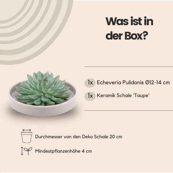 Image of Sukkulente – Echeveria pulidonis ROOTLESS – Ø20cm Schale Taupe – Zimmerpflanze ohne Wurzeln – Pflegeleichte Schnitt