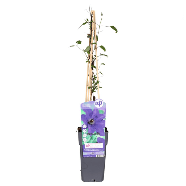 Image of Waldrebe Kletterpflanze Ø15cm ↕65cm – winterharte Pflanze für Garten, Balkon, Terrasse, Kübel & Beet online kaufen