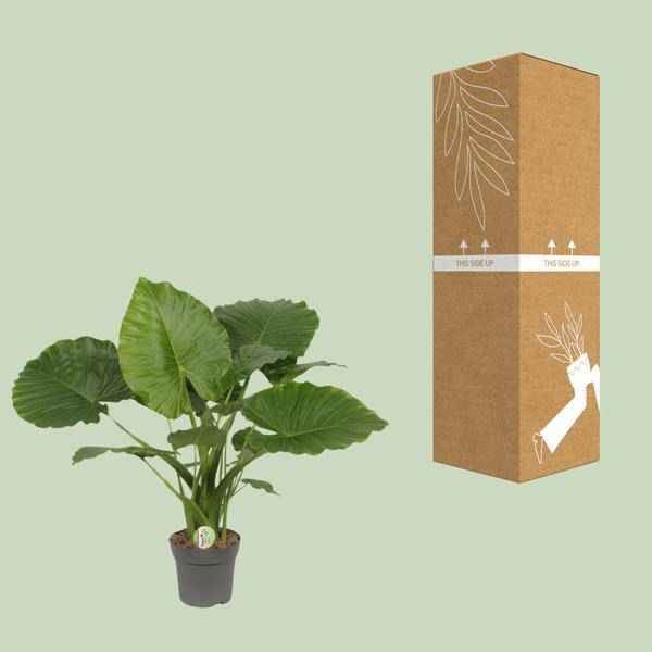 Image of Elefantenohr – Alocasia gageana 'California' – tropische Zimmerpflanze – Ø21cm – ↕80cm – exotische Großpflanze mit dekorativen Blättern