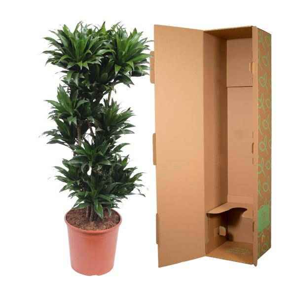 Image of Drachenbaum Dracaena Compacta – 140cm hoch – Ø30cm – Elegante Zimmerpflanze mit dichtem dunkelgrünem Blattwerk – pflegeleicht – für Zimmer & Büro-2