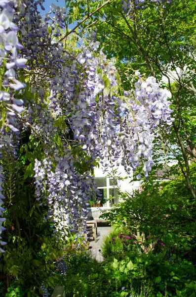 Image of Chinesischer Duft – Blauregen – Wisteria sinensis 'Caroline' – 2 Pflanzen – Ø15cm – ca. 65cm hoch – Winterharte Kletterpflanze mit blau