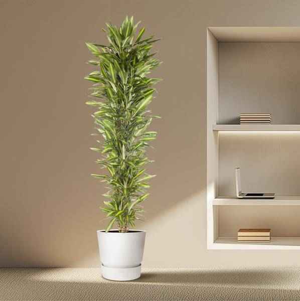 Image of Drachenbaum Zimmerpflanze Ø40cm ↕210cm – pflegeleichte Grünpflanze für Wohnzimmer, Büro & helle Standorte kaufen