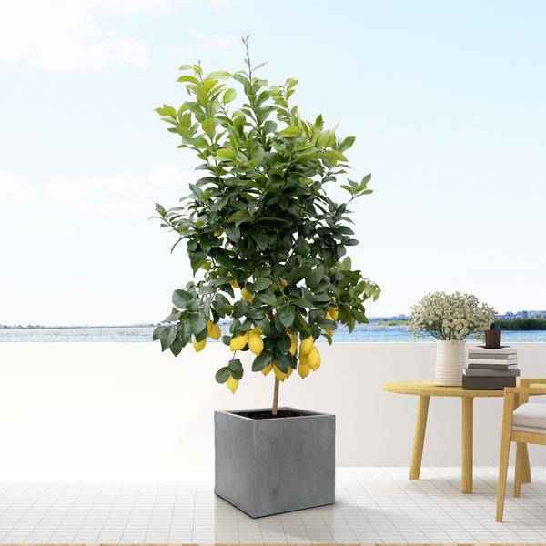 Image of Pflanztopf M Grau Anthrazit – D40cm x H40cm – Großer Blumentopf für Zimmerpflanzen – Moderner Übertopf mit glatter Oberfläche für Innenbereich-1