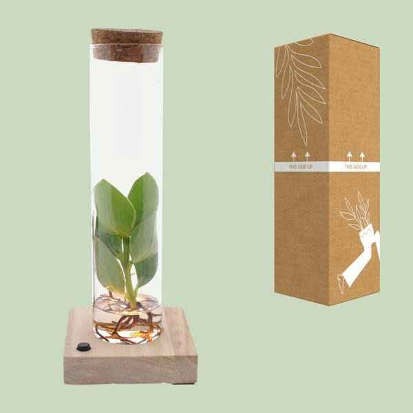 Image of Clusia im Röhrenglas mit LED – Ø5cm – ↕10cm – dekorative Hydroponik – Zimmerpflanze – stilvolle Glasdeko für Zuhause & Büro