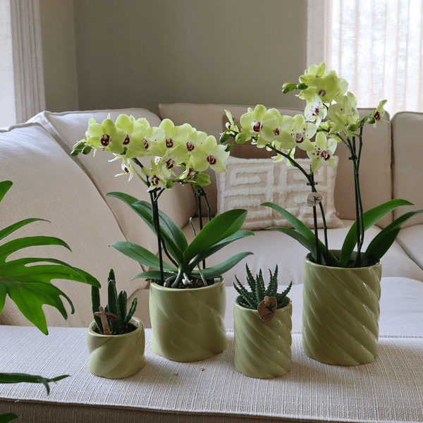 Image of Candy Dekotopf – Grün – Ø9cm – Runder Keramik Übertopf in frischer Farbe – Blumentopf für Zimmerpflanzen & Orchideen-2