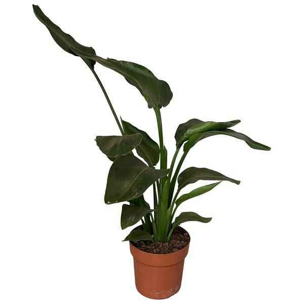 Image of Baum – Strelitzie – Strelitzia Nicolai – Zimmerpflanze – Ø17cm – ca. 65cm hoch – exotisches Blattwunder für helle Räume-0