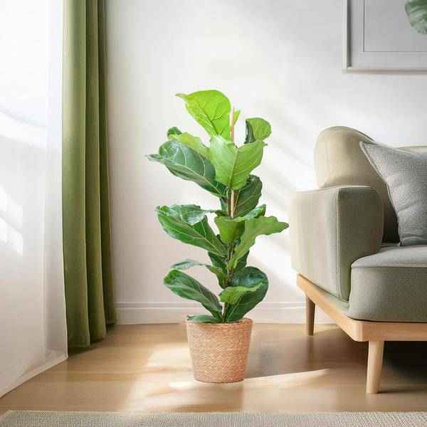 Image of Ficus Lyrata – Geigen – Feige Zimmerpflanze – ca. 80cm hoch – Ø21cm – große dekorative Blätter – inkl. Seegras Korb Sofia Natur-2