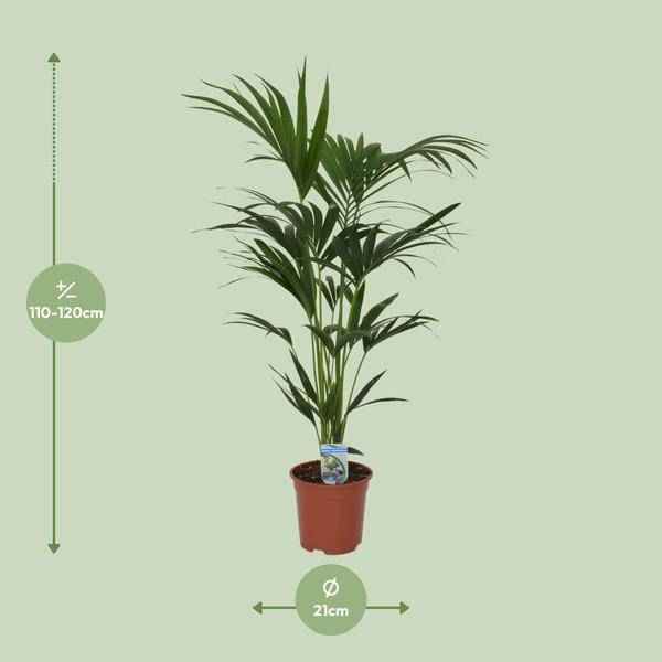 Image of Kentia Palme Howea forsteriana Zimmerpflanze Ø21cm ↕120cm – tropische Grünpflanze für Wohnzimmer, Büro & helle Standorte kaufen-1