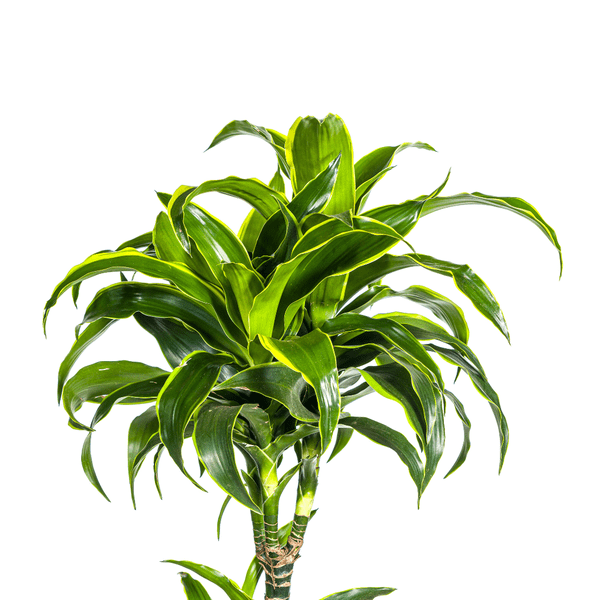 Image of Drachenbaum Dracaena Deremensis Dorado Zimmerpflanze Ø27cm ↕180cm – pflegeleichte Grünpflanze für Wohnzimmer, Büro & helle Standorte kaufen-2