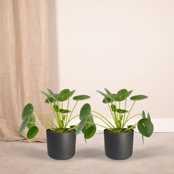 Image of Chinesischer Geldbaum Pilea Peperomioides Zimmerpflanze Ø12cm ↕20cm – pflegeleichte Grünpflanze für Wohnzimmer, Büro & helle Standorte kaufen-1