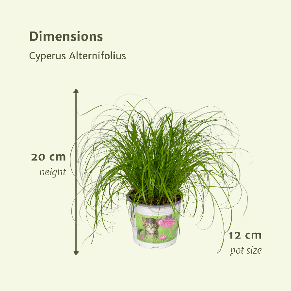 Image of Katzengras Cyperus Alternifolius Zimmerpflanze Ø12cm ↕20cm – pflegeleichte Grünpflanze für Wohnzimmer, Büro & helle Standorte kaufen-3