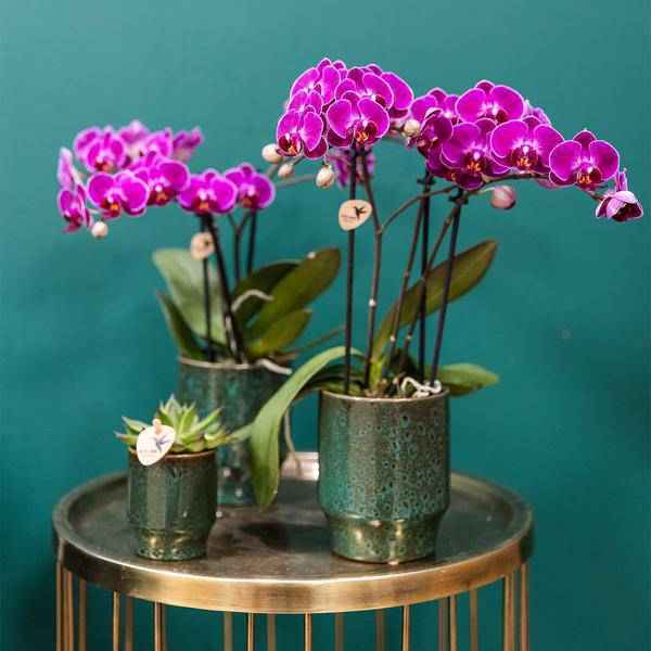 Image of Phalaenopsis Orchideen Morelia Lila – 4 Orchideen – Zimmerpflanze Ø9cm – Orchideen mit 2-3 Blütenstielen – exotische Blütenpracht für Zuhause & Büro-3