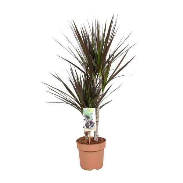 Image of Drachenbaum Dracaena Magenta Zimmerpflanze Ø17cm ↕80cm – pflegeleichte Grünpflanze für Wohnzimmer, Büro & helle Standorte kaufen-0