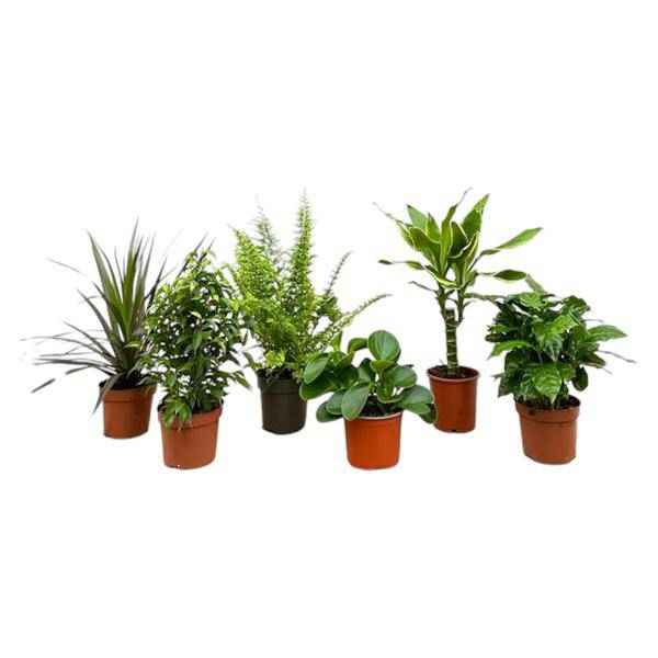 Image of Überraschungskiste – 6 verschiedene Zimmerpflanzen – 20-40cm hoch – Ø12cm – Pflegeleichte Grünpflanzen im Set – Vielfalt an Blattfarben & Formen
