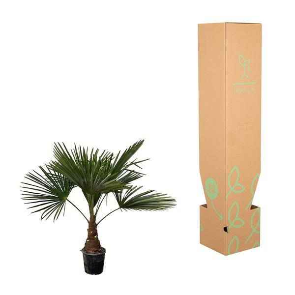 Image of Hanfpalme – Trachycarpus 100cm – Ø21cm – Immergrüne Palme mit fächerförmigen Blättern – Pflegeleicht-3