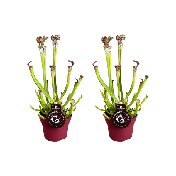 Image of Sarracenia Farnhamii – Fleischfressende Pflanze – 2 Zimmerpflanze – Ø12cm – Höhe ca. 40cm – Sonniger Standort – Insektenfang-0