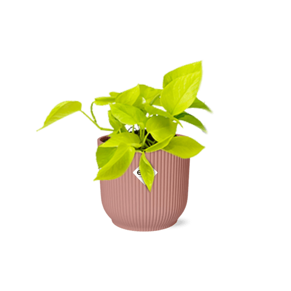 Image of Efeutute Epipremnum Pinnatum Golden Pothos – Zimmerpflanze im dekorativen Topf Vibes Fold 14cm Rosa-0