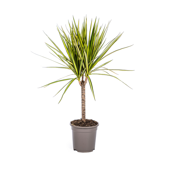 Image of Dracaena Marginata Sunray – Drachenbaum – Zimmerpflanze – Ø17cm – ↕60-80cm – Grüne & gelbe Blätter, pflegeleicht-0