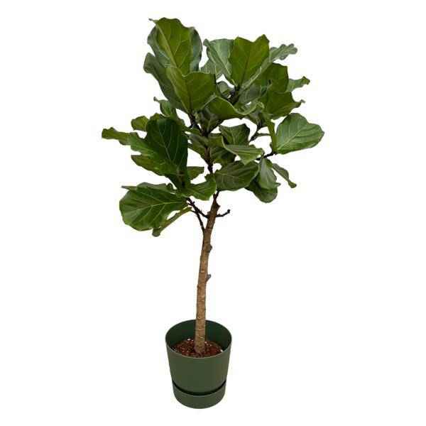 Image of Ficus Lyrata – Geigenfeige/Feigenbaum – 160cm hoch – Zimmerpflanze im Topf Greenville Rund Grün Ø30cm – Große, elegante Grünpflanze mit glänzenden Blättern – Pflegeleichte XXL-Pflanze für Wohnzimmer, Büro & Wintergarten