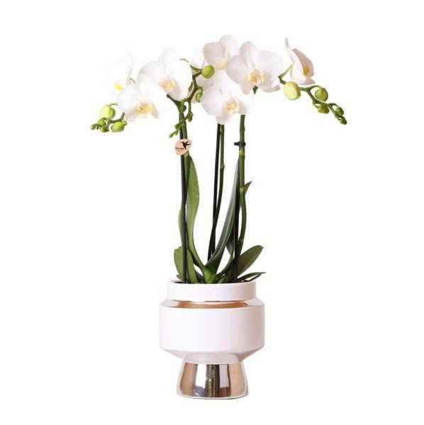 Image of Phalaenopsis Orchidee Weiß – Amabilis – Ø9cm x H40cm – Le Chic Deko – Topf Silber – Blühende Zimmerpflanze mit 2-3 Zweigen