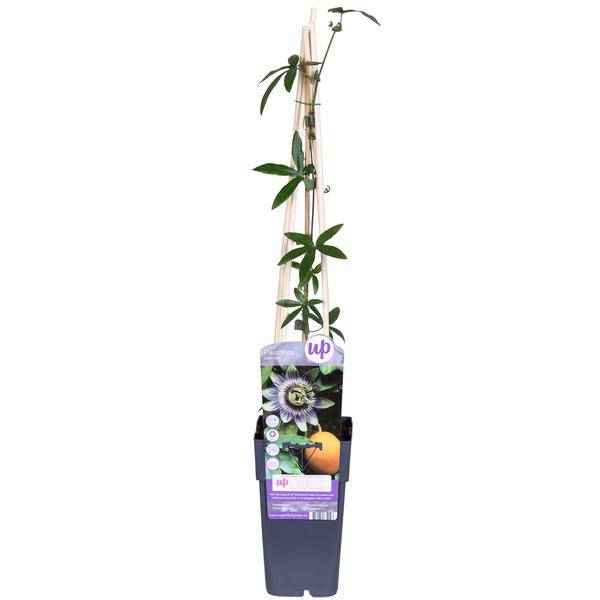 Image of Passionsblume Blau – Passiflora caerulea – Ø15cm – ca. 65cm hoch – Winterharte Kletterpflanze mit exotischen Blüten – Für Pergola, Zaun & Rankgitter-3