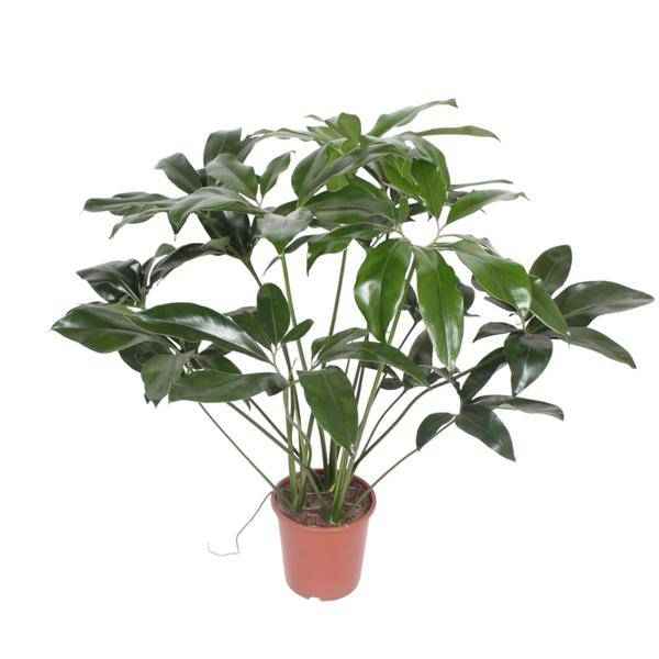 Image of Baumfreund – Philodendron Green Wonder – Zimmerpflanze – 120cm – Ø27cm – tropische Kletterpflanze mit großen herzförmigen Blättern-0