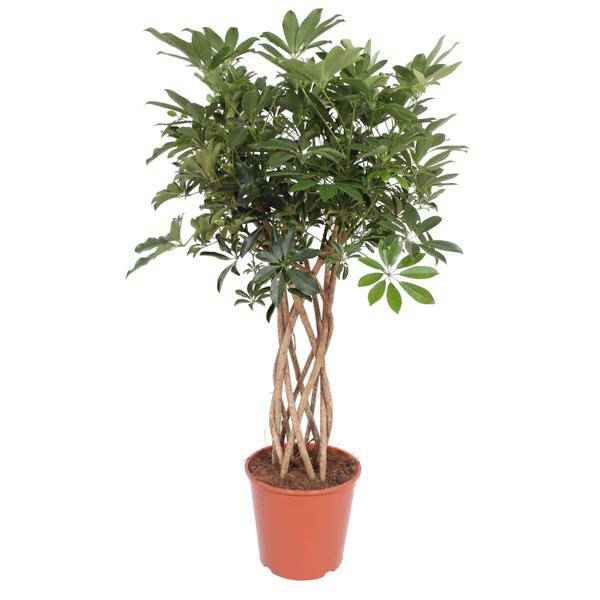 Image of Strahlenaralie – Schefflera Arboricola Compacta – Zimmerpflanze – 130cm – Ø30cm – Indoor