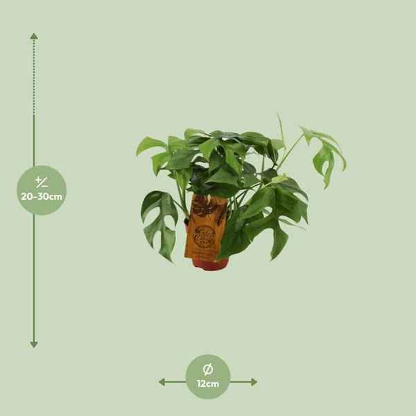 Image of Fensterblatt – Monstera Minima – Zimmerpflanze – Ø12cm – ↕30cm – Kompakte & pflegeleichte Grünpflanze – Dekorative Kletterpflanze für Innenräume-1
