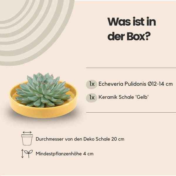 Image of Sukkulente – Echeveria pulidonis ROOTLESS – Ø20cm Schale Gelb – Zimmerpflanze ohne Wurzeln – Pflegeleichte Schnitt