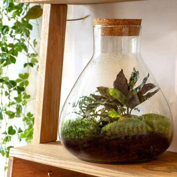 Image of Terrarium Flasche Sammie – Glasgefäß für geschlossenes Terrarium oder Flaschengarten – dekoratives Pflanzgefäß ↕26,5cm