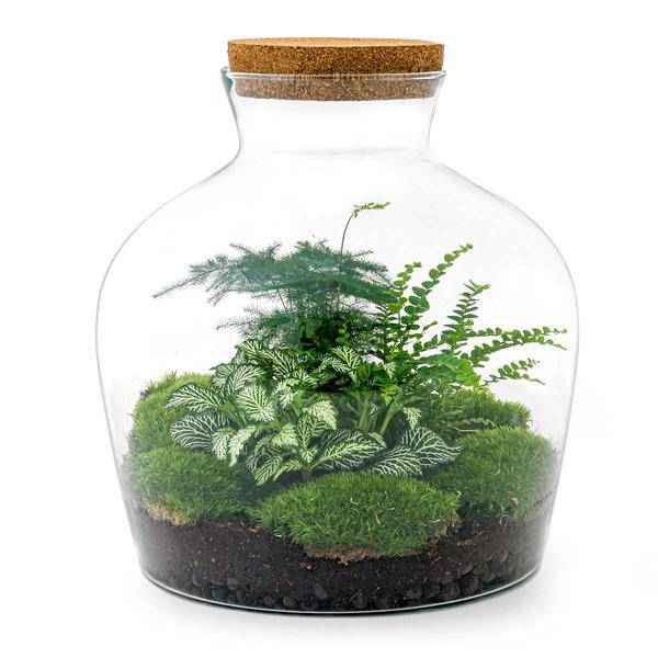 Image of Flaschengarten DIY Set Fat Joe Grün ↕30cm – pflegeleichter Flaschengarten im Glas, Pflanzen Terrarium für Wohnzimmer & Büro-0