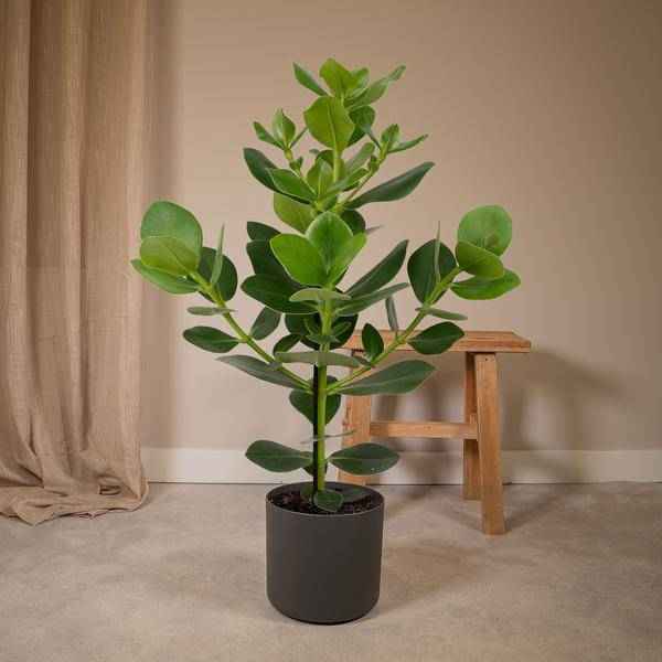 Image of Balsamapfel Clusia Rosea Princess Zimmerpflanze Ø17cm ↕60cm – pflegeleichte Grünpflanze für Wohnzimmer, Büro & helle Standorte kaufen-1