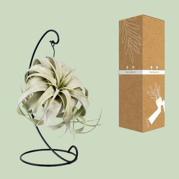 Image of Luftpflanze Tillandsia King Xero – Ø12cm – ↕23cm – Pflegeleichte Tillandsie ohne Erde – Exotische Zimmerpflanze für Wohnzimmer, Büro & moderne Deko-2