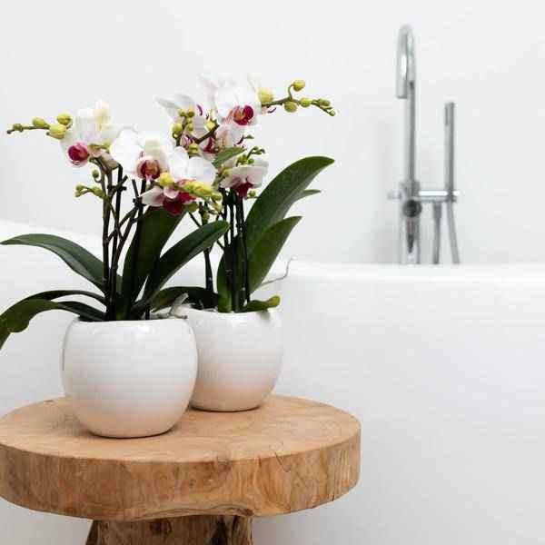 Image of Blumentopf Bowl – Weiß – Keramik – Ziertopf Ø9cm – Handgefertigter Übertopf mit Wellenrand – Für Zimmerpflanzen & Sukkulenten-2