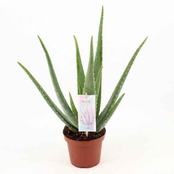 Image of Aloe Vera – Echte Aloe – Zimmerpflanze 45cm – Ø14cm – Sukkulente Heilpflanze mit fleischigen Blättern-0